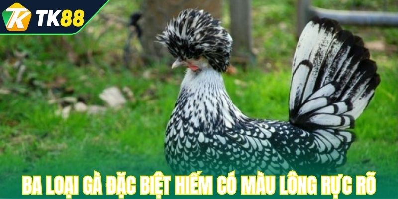 Ba loại gà đặc biệt hiếm có nhờ màu lông rực rỡ