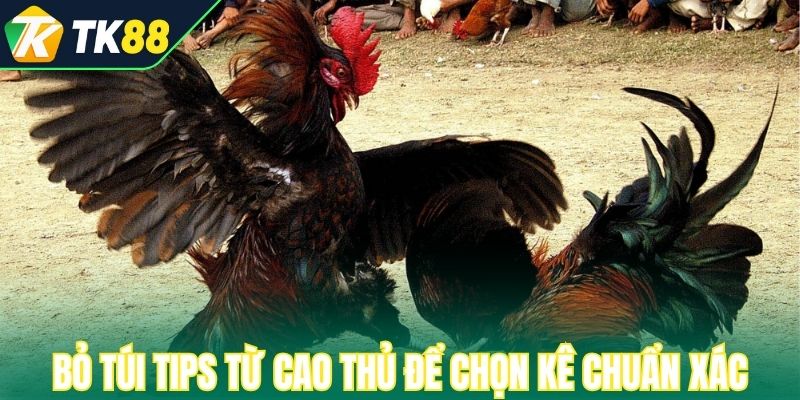 Bỏ túi tips từ cao thủ để chọn kê chuẩn xác