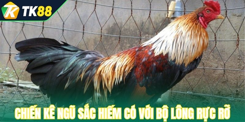 Chiến kê ngũ sắc hiếm có với bộ lông rực rỡ năm màu