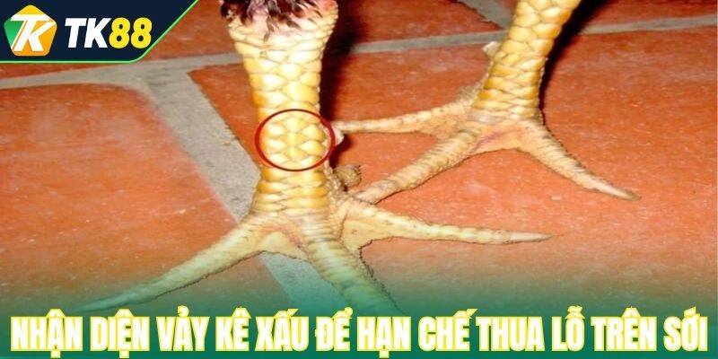 Nhận diện vảy kê xấu để hạn chế thua lỗ trên sới