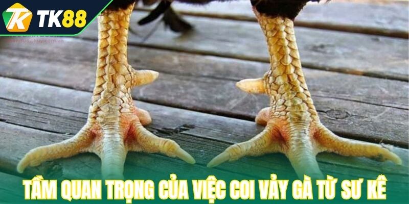 Tầm quan trọng của việc coi vảy gà từ sư kê