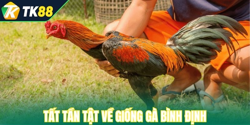 Tất tần tật về giống gà Bình Định