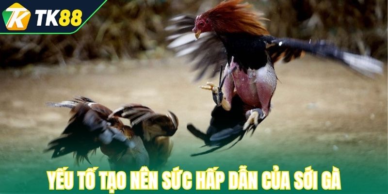 Yếu tố tạo nên sức hấp dẫn của sới gà
